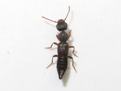 Rugilus rufipes
