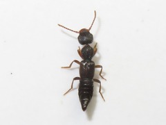 Rugilus rufipes