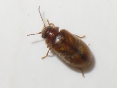 Contacyphon laevipennis