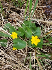 Caltha palustris