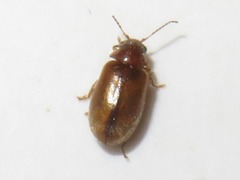 Contacyphon laevipennis