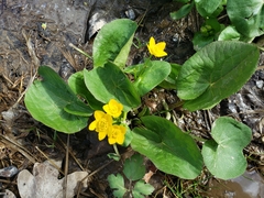 Caltha palustris