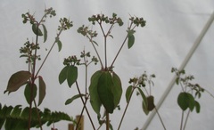Euphorbia xalapensis