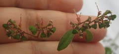 Euphorbia xalapensis