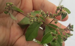 Euphorbia xalapensis