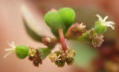 Euphorbia xalapensis