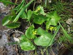 Caltha palustris