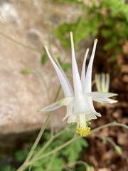 Aquilegia micrantha