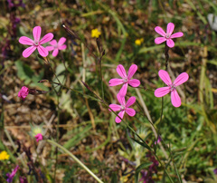 Silene ungeri