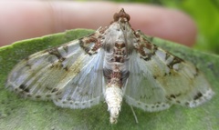 Azochis rufidiscalis