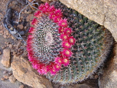 Mammillaria polyedra