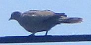 Streptopelia decaocto