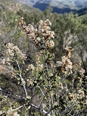 Ceanothus otayensis