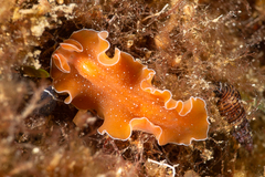 Yungia aurantiaca