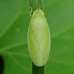 Chloronana