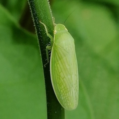 Chloronana
