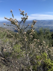 Ceanothus otayensis