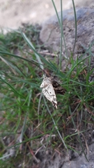 Enchoria lacteata