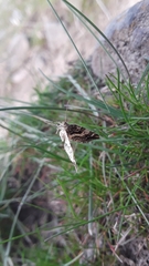 Enchoria lacteata