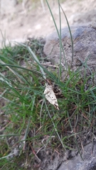 Enchoria lacteata