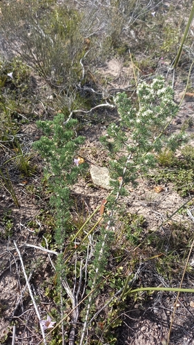 Image of Asparagus mariae by (c) kevin koen, some rights reserved (CC BY-SA)