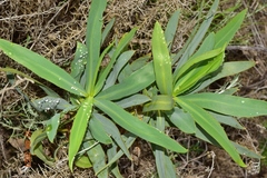 Bupleurum gibraltaricum