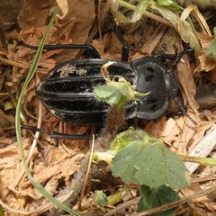 Alphasida holosericea