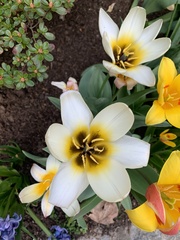 Tulipa gesneriana