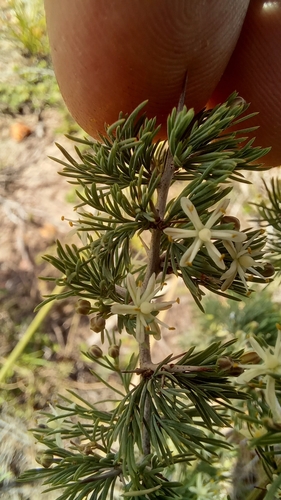 Image of Asparagus mariae by (c) kevin koen, some rights reserved (CC BY-SA)