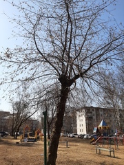 Ulmus pumila
