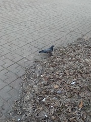 Columba livia domestica