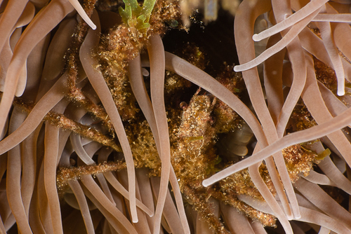Leach's spider crab, photo 3 of 10