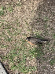 Turdus migratorius