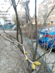 Magnoliopsida
