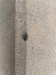 Jadera haematoloma
