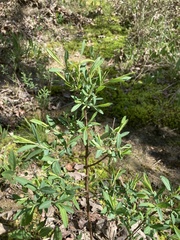 Hypericum lobocarpum
