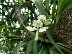 Prosthechea radiata