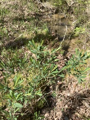 Hypericum lobocarpum