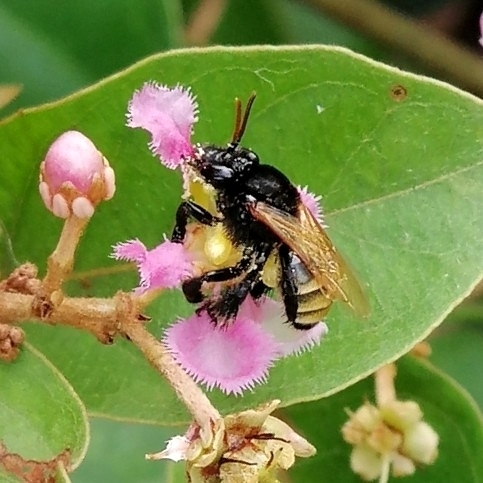 Monoeca campestris
