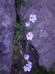 Oxalis dentata