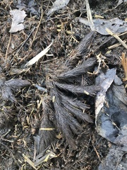 Ceratophyllum demersum