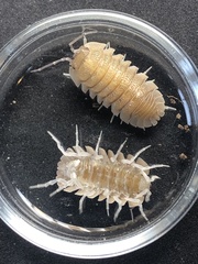 Armadillidium scaberrimum