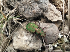 Cicindela