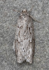 Semioscopis megamicrella