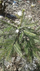 Picea abies