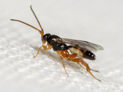 Orthocentrinae