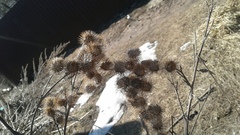 Arctium