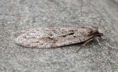 Semioscopis megamicrella
