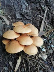 Gymnopilus junonius