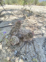 Mammillaria hutchisoniana hutchisoniana